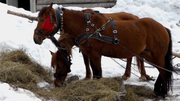 Två vackra bruna hästar äter hö. — Stockvideo