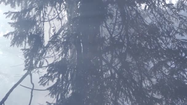 Ramas de pino en las gotas de agua. La belleza de la naturaleza con reflejo solar . — Vídeo de stock