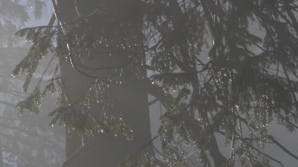 Des branches de pin dans les gouttelettes d'eau. La beauté de la nature avec reflet du soleil . — Video