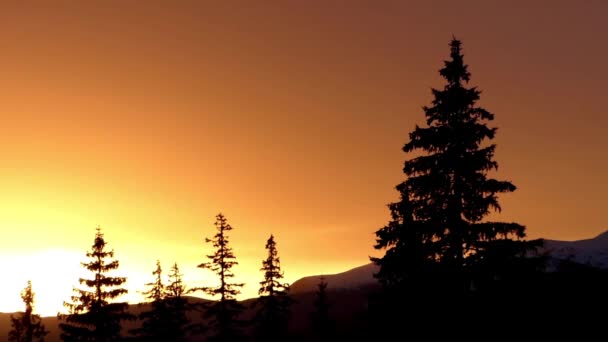 Puesta de sol en las montañas. Pino y hermoso paisaje . — Vídeos de Stock