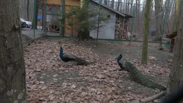 Dos pavos reales están en una jaula en el bosque . — Vídeo de stock