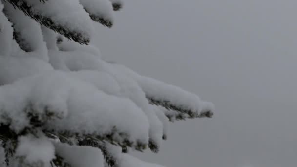Pine branch in snow. — Stock Video