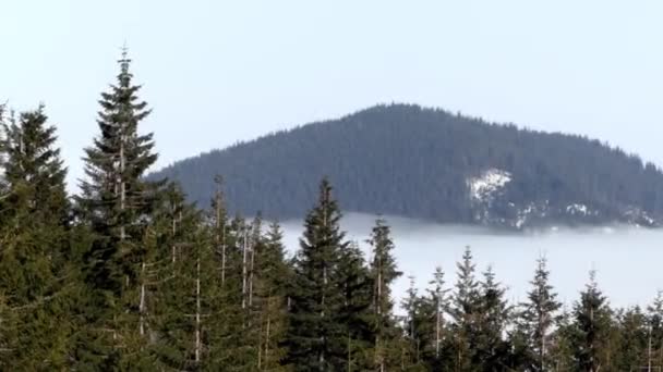 Sparatoria aerea. La cima della montagna sopra le nuvole e gli alberi in cima . — Video Stock