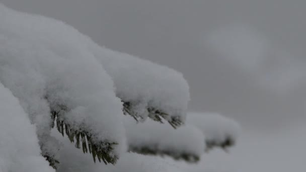 Rama de pino en nieve . — Vídeos de Stock