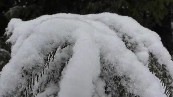 Ramo de pinheiro na neve . — Vídeo de Stock