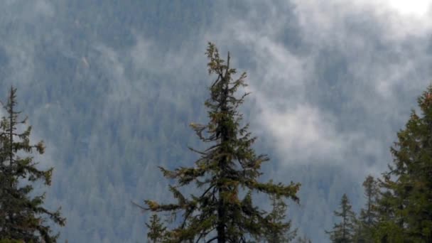 Kiefer in den Bergen und Wolkenfluss im Hintergrund. — Stockvideo