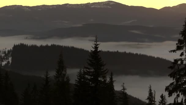 Naaldboom in de bergen en de stroom van wolken op de achtergrond. — Stockvideo