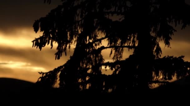 Dağlarda günbatımı. Çam ağacı ve güzel manzara. — Stok video