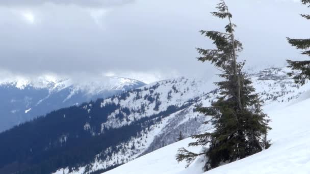 Pino in montagna e flusso di nuvole sullo sfondo . — Video Stock