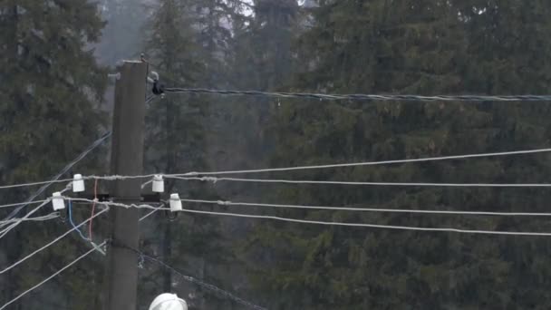 Elektrické pole a lampa v lese v deštivém počasí. — Stock video
