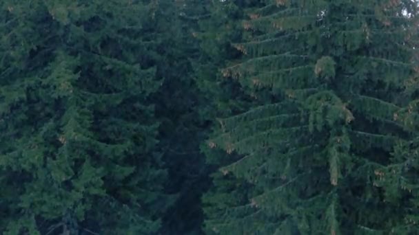 Дощ у гірському лісі. Ялинові дерева і шишки . — стокове відео
