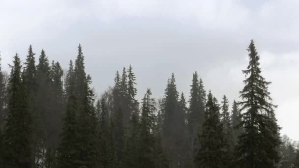 Lluvia en el bosque de montaña. Abeto y conos . — Vídeos de Stock