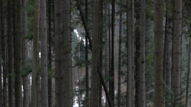 Dennenbomen in de bergen. — Stockvideo