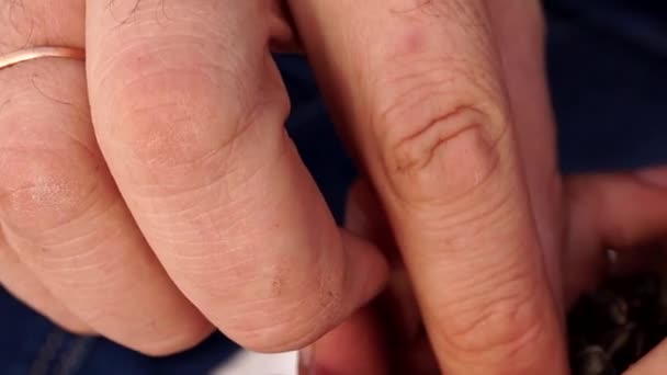 Manos con uñas sucias semillas de girasol limpias de cáscara . — Vídeo de stock