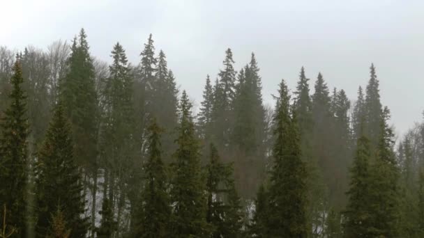 Regn i skogen berg. Granar och kottar. — Stockvideo