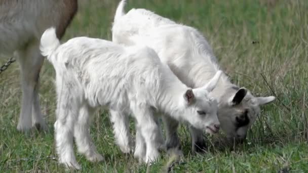 Deux petites chèvres blanches broutant dans la prairie . — Video
