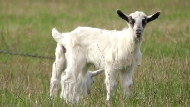 Belle petite chèvre pâturage dans la prairie . — Video