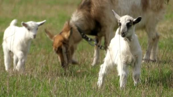 İki küçük keçi ve keçi çayırda otlatma. — Stok video