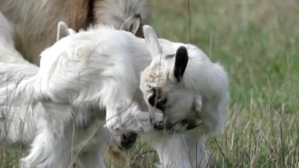 Küçük keçi kendini temizler ve kaşınıyor. — Stok video