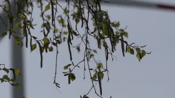 Hojas balanceándose en el viento en el parque. sobre el molino de viento de fondo . — Vídeo de stock