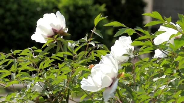 Primavera no Parque. Arbusto branco florescente . — Vídeo de Stock