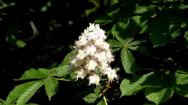 As flores de castanha no jardim. Primavera . — Vídeo de Stock