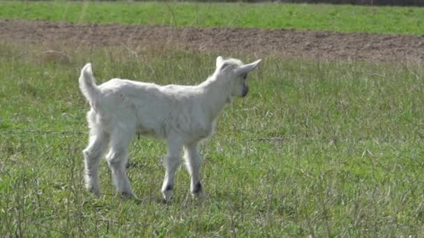 Niedliche kleine Ziege kratzt sich am Kopf. — Stockvideo