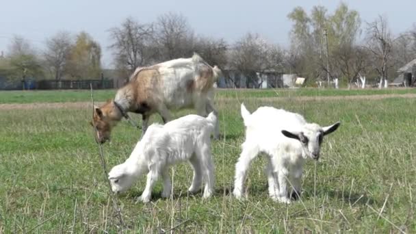 Las cabras de la familia en el pasto . — Vídeos de Stock