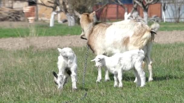 Rodinný kozy na pastvu.