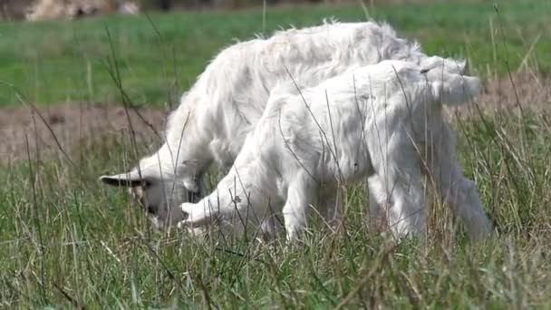 Au ralenti. Mignon petit pâturage blanc de chèvre dans le champ . — Video