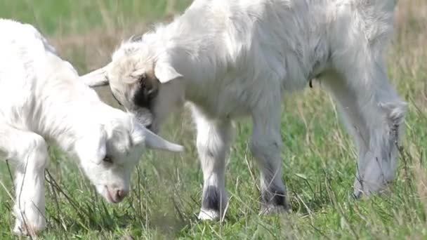 Movimento Lento. Bonito White Little Goat Grazing no campo . — Vídeo de Stock