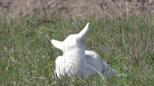 Маленький милый козел лежит на траве и отдыхает . — стоковое видео