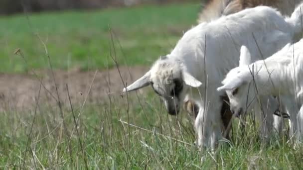 Rodinný kozy na pastvu. — Stock video