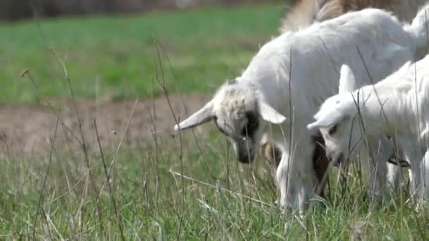 The Family Goats in to Pasture. — Stock Video