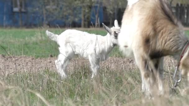 Rodzina kozy w zwolnionym tempie na polu. — Wideo stockowe