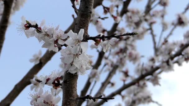 Aprikos blomma på våren på en solig dag. Blåsigt. — Stockvideo