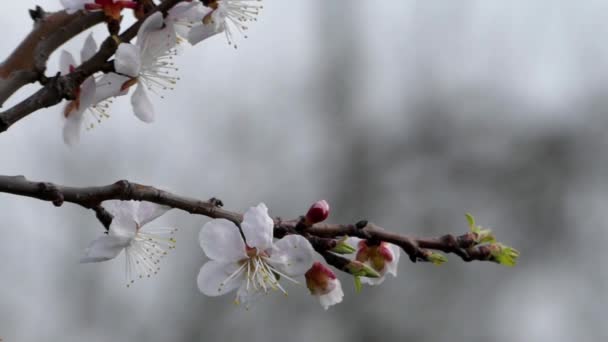 Το βερίκοκο Blossom άνοιξη σε μια ηλιόλουστη ημέρα. Θυελλώδεις. — Αρχείο Βίντεο