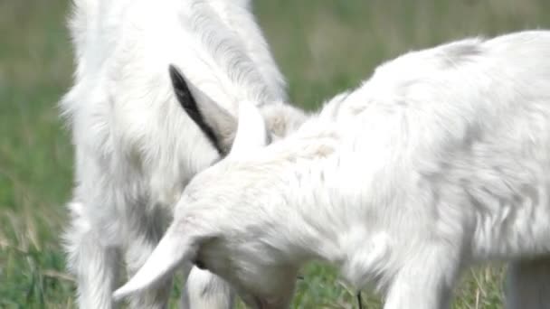 Симпатичная маленькая коза на поле . — стоковое видео