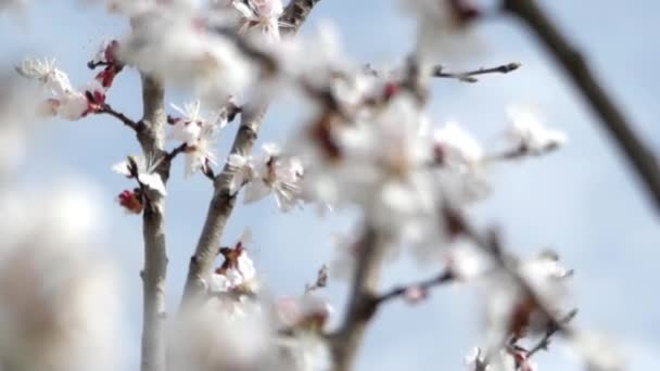 Όμορφη εστιάζοντας το βερίκοκο Blossom άνοιξη σε μια ηλιόλουστη ημέρα. — Αρχείο Βίντεο