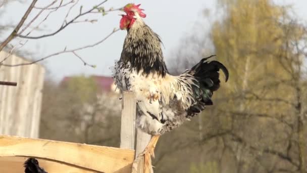 Gallo gritando en la aldea . — Vídeo de stock