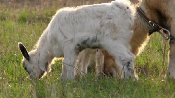 Маленькая белая коза трещит по голове . — стоковое видео