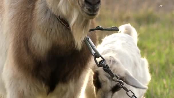 Little Goats and Mother Grazing in Slow Motion. — Stock Video