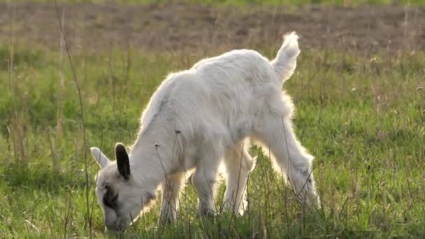 Niedliche weiße Ziege grast auf dem Feld. Backlight in Echtzeit. — Stockvideo