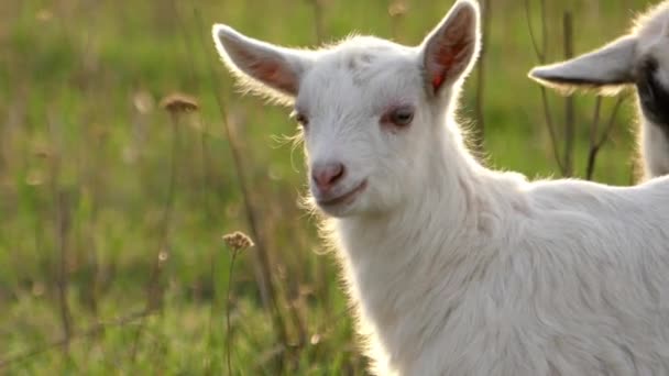 Две маленькие козы пасутся на поле в подсветке . — стоковое видео