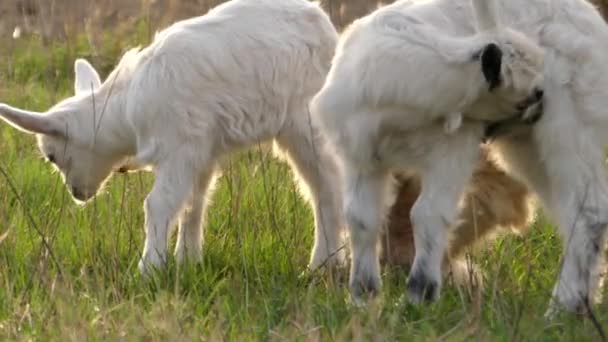 Dos pequeñas cabras manchan en el campo a contraluz . — Vídeos de Stock