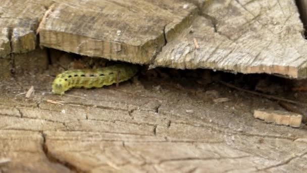 Verde Caterpillar se arrasta perto . — Vídeo de Stock