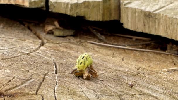 Oruga verde se arrastra de cerca . — Vídeos de Stock