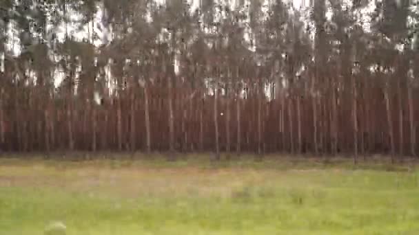 A paisagem da janela do carro durante a condução . — Vídeo de Stock