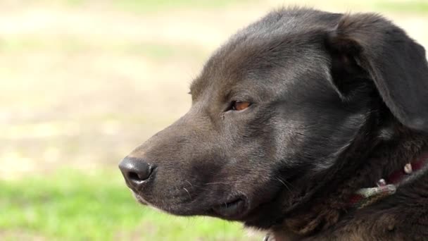 Chien de garde noir assis dans la rue. Gros plan . — Video