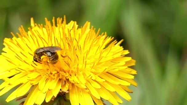 Guêpe sur le pissenlit Recueillir le pollen. Macro . — Video